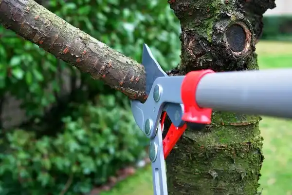 tree services Powells Crossroads